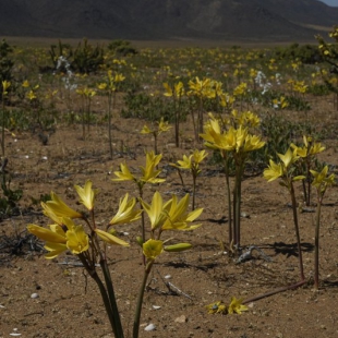 Rhodophiala bagnoldii